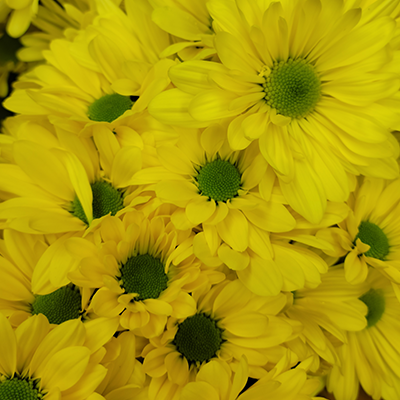 Yellow Daisy Pomps :: Lafayette Florist