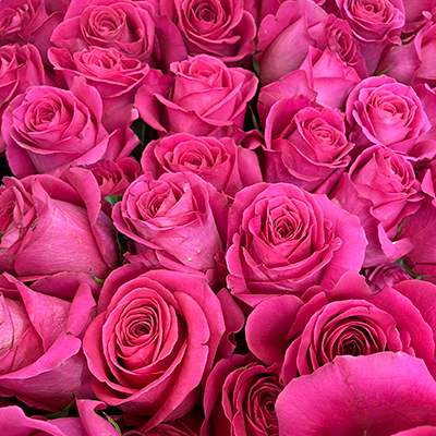 Hot Pink Roses :: Lafayette Florist