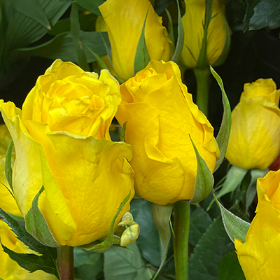 Yellow Roses :: Lafayette Florist