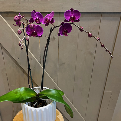 Lafayette Florist Double Stem Orchid Plant 