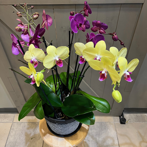 Lafayette Florist Triple Plant Orchid Plant