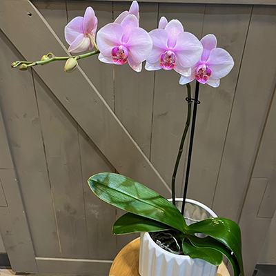 Lafayette Florist Single Stem Orchid Plant