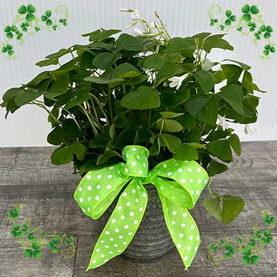 St. Patrick's Day Shamrock Plant