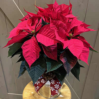 Standard 6 Inch Poinsettia